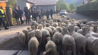 French school enrolls sheep in final effort to ‘boost numbers’