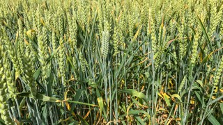 ‘Endocrine disruptor’ fungicide withdrawn in France