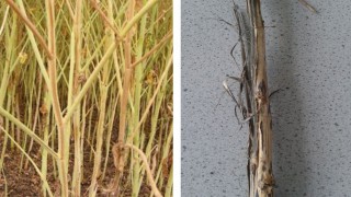 Verticillium wilt disease ratings ‘one step closer’