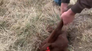 Farmer finds missing calf…buried in badger burrow