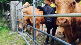 Renewed appeal for info on farmyard cattle raid