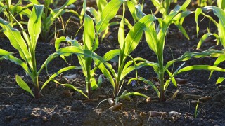 Snow sees corn planting behind…switch to soybeans on the way?