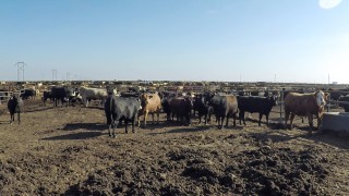 What is the carbon footprint of the entire US beef industry?