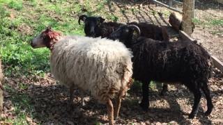 Teens arrested for throwing stones at sheep