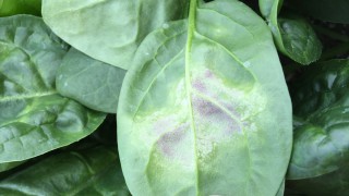 AHDB launches £300,000 drive to control downy mildew and blight