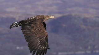 Report recognises white-tailed eagles predation of healthy sheep
