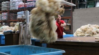 Ulster Wool invites wool producers and shearers to depot open day