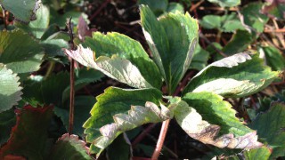 New strawberry disease control programme could halve costs