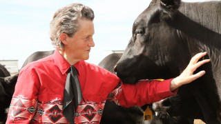 Temple Grandin to headline BVA Congress
