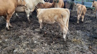 Graphic images: Calves targeted in ‘crossbow attack’