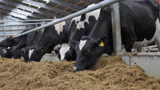 Dairy cow cull in China as demand for beef soars