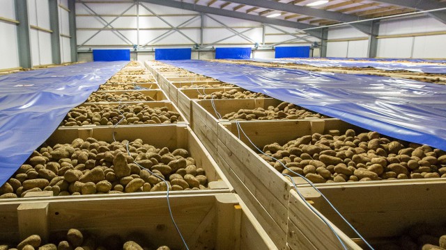 british potato show