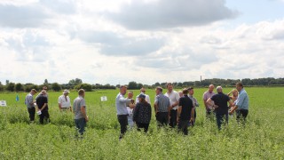 Carrot growers review trials of linuron alternatives 