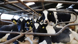 New £8 million Dairy Innovation Centre planned at SRUC