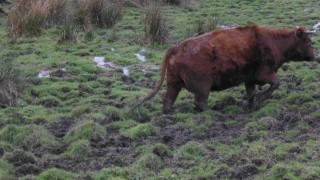 West Yorkshire farmer sentenced for animal welfare offences