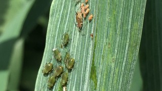 Volunteers needed to catch cereal aphids red-handed