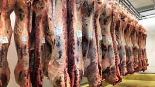 Auto Aussie: Australian meat processors look to beef boning automation