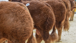 Handler injured by ‘spooked’ bull at Great Yorkshire show