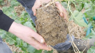 Study finds clubroot is patchy, diverse and requires targeted treatment