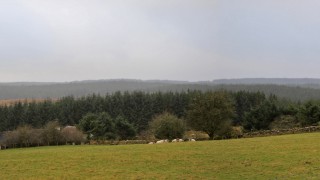 NI farming community urged to have their say on future forest plans