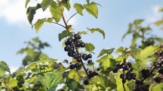 British blackcurrant harvest beats climate change predictions