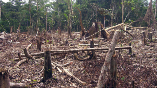 Deforestation in Brazil soars dramatically in first half of July