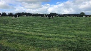 Is pre-mowing paddocks a pointless exercise?