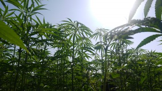 UK’s largest hemp farm forced to destroy crop