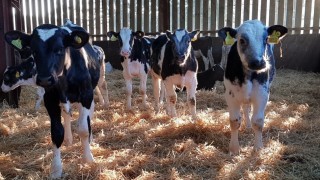 Morrisons opens up beef supply chain to Arla 360 farmers