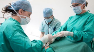 Applications open for new veterinary pathway at Harper Adams