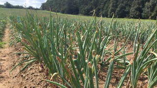 AHDB pledges to reform in response to request for views