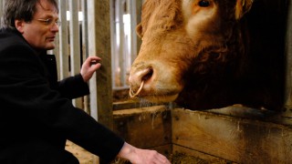 Cow gut DNA study finds bugs that could up meat and milk yields