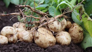 Future of chemistry focus at Potatoes in Practice