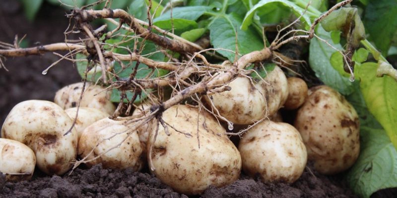 Future of chemistry focus at Potatoes in Practice - Agriland.co.uk