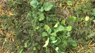 Catch crops: Getting down to the roots