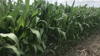 Grain price: WASDE report doesn’t help prices