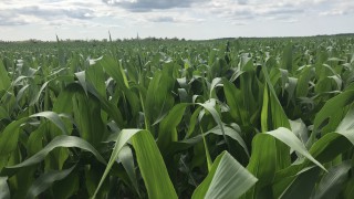 US corn price drops dramatically