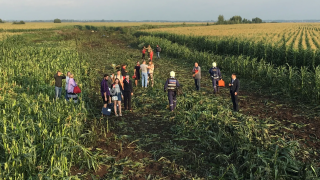 Video: Passenger jet makes emergency landing in maize field