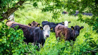 British public’s concern for environment at all-time high