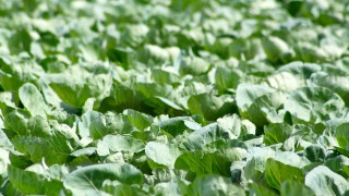 EU Food Safety Authority raises health concerns over chlorpyrifos