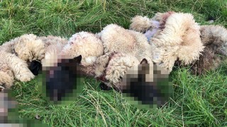 11 more lambs illegally butchered in Daventry district