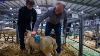 Entries open for second Premier Beef & Lamb Championships