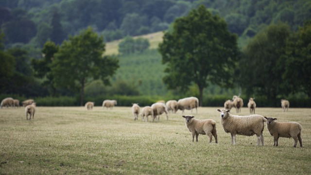 sheep nsa