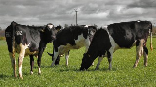 Use of sexed semen ‘increased rapidly’ in NI dairy herds