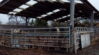 Farmer given suspended jail sentence for animal neglect