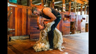 Oxfordshire farmer to attempt new world sheep shearing record