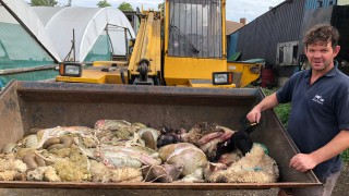 Farmer speaks of his devastation after illegal butchery of lambs and sheep