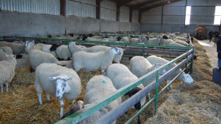 Have you enough space to house your ewes for the breeding season?