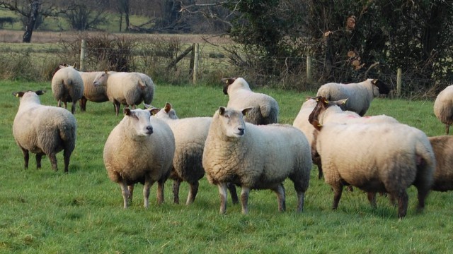 sheep UK