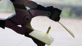 NI suckler beef calf registrations fall 17,000 in 2 years